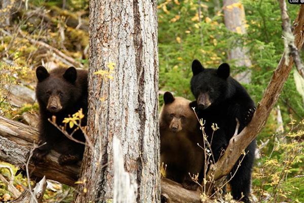 Hotel Wells Gray Guest Ranch Clearwater Zewnętrze zdjęcie