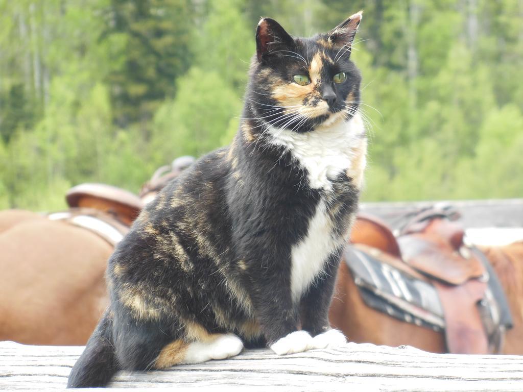 Hotel Wells Gray Guest Ranch Clearwater Zewnętrze zdjęcie