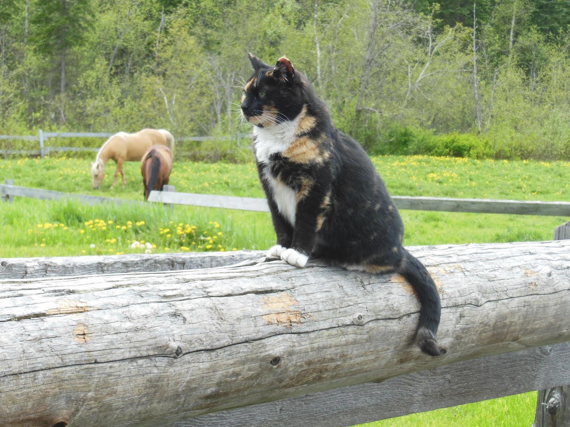 Hotel Wells Gray Guest Ranch Clearwater Zewnętrze zdjęcie